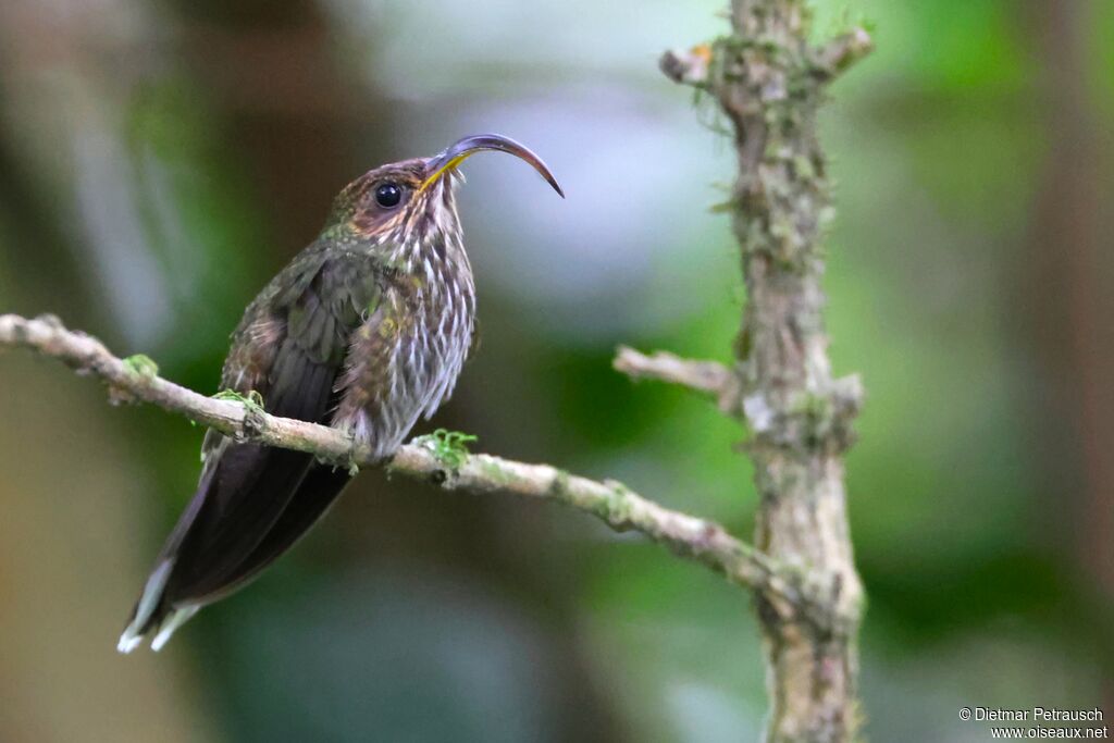 Bec-en-faucille aigle