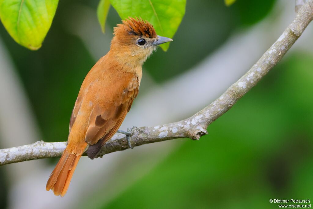 Bécarde cannelleadulte