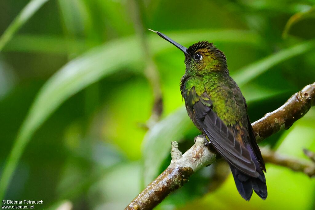 Brillant fer-de-lanceadulte