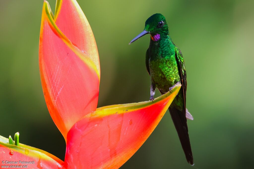 Brillant impératrice mâle adulte