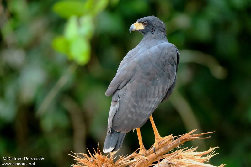 Great Black Hawkadult, identification