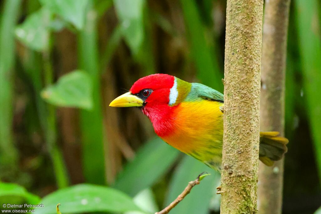 Cabézon à tête rouge mâle adulte