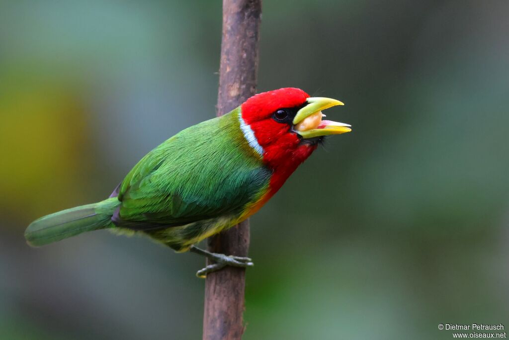 Cabézon à tête rouge