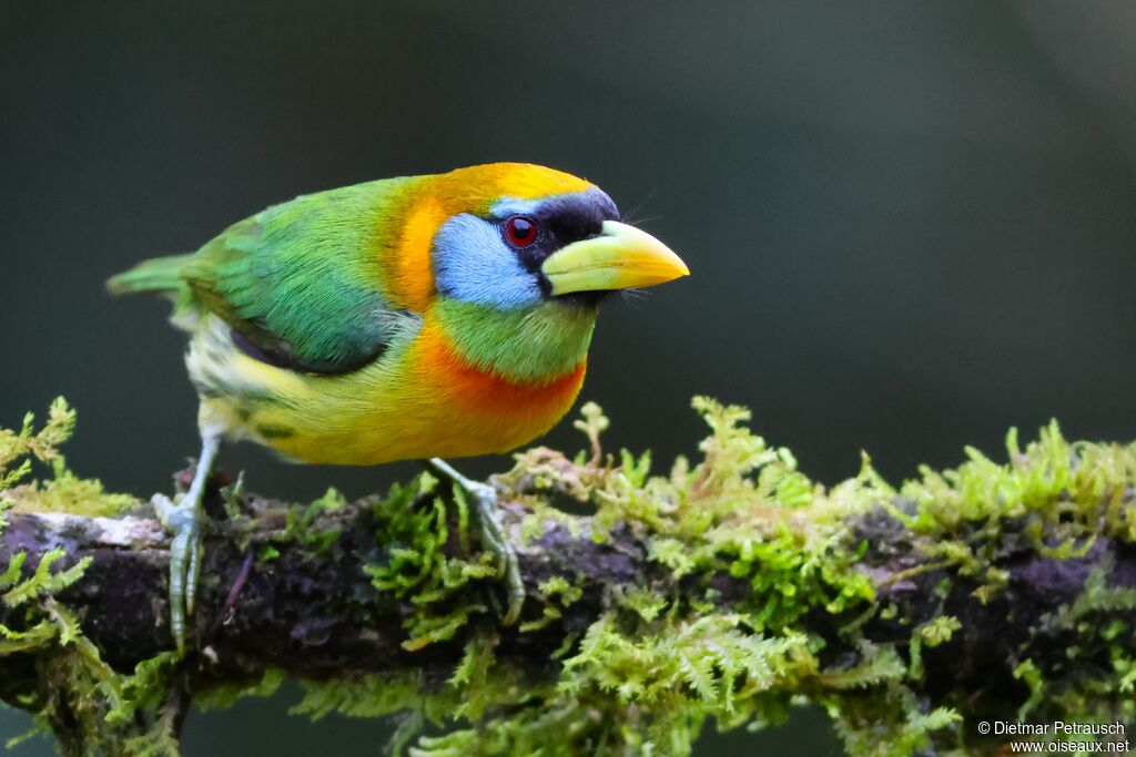 Cabézon à tête rouge