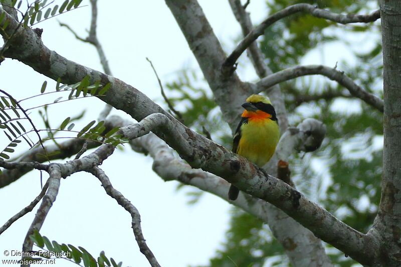 Gilded Barbet male adult