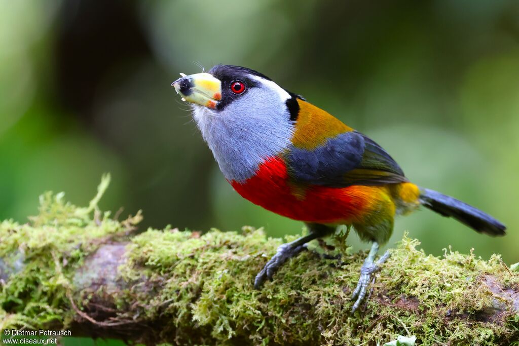 Cabézon toucanadulte