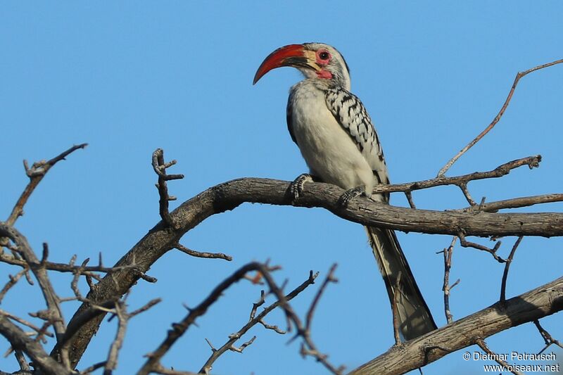 Damara Red-billed Hornbill male adult