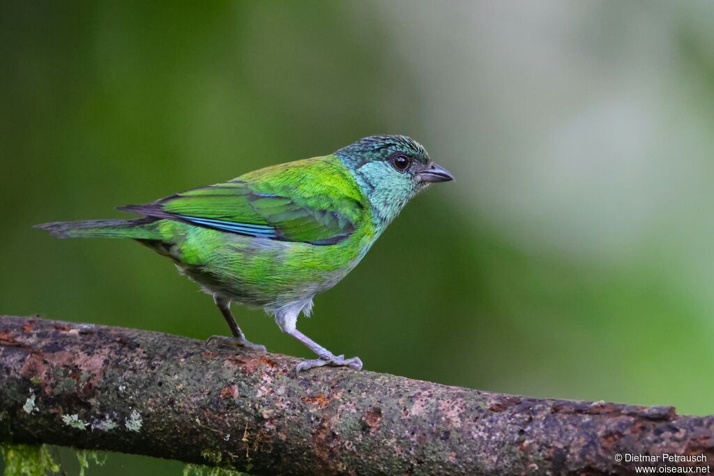 Calliste à calotte noire femelle adulte
