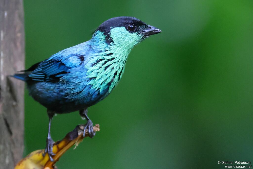 Calliste à calotte noire mâle adulte