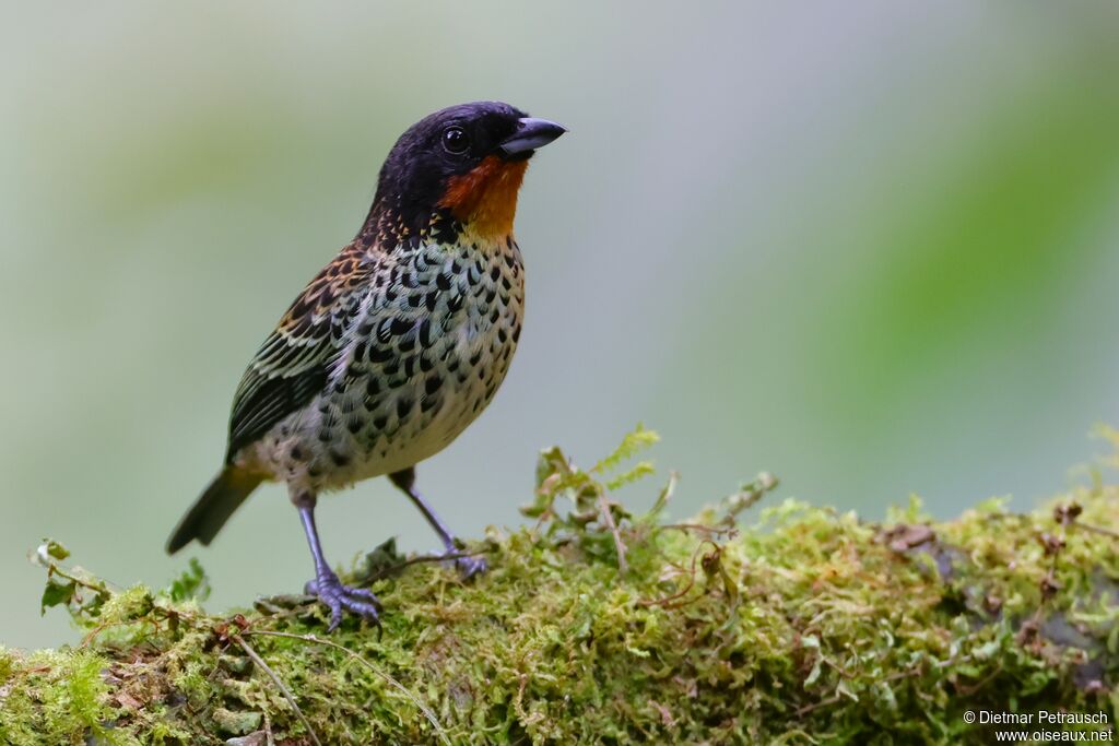 Calliste à gorge rousseadulte