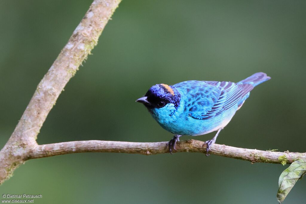 Calliste à nuque d'oradulte