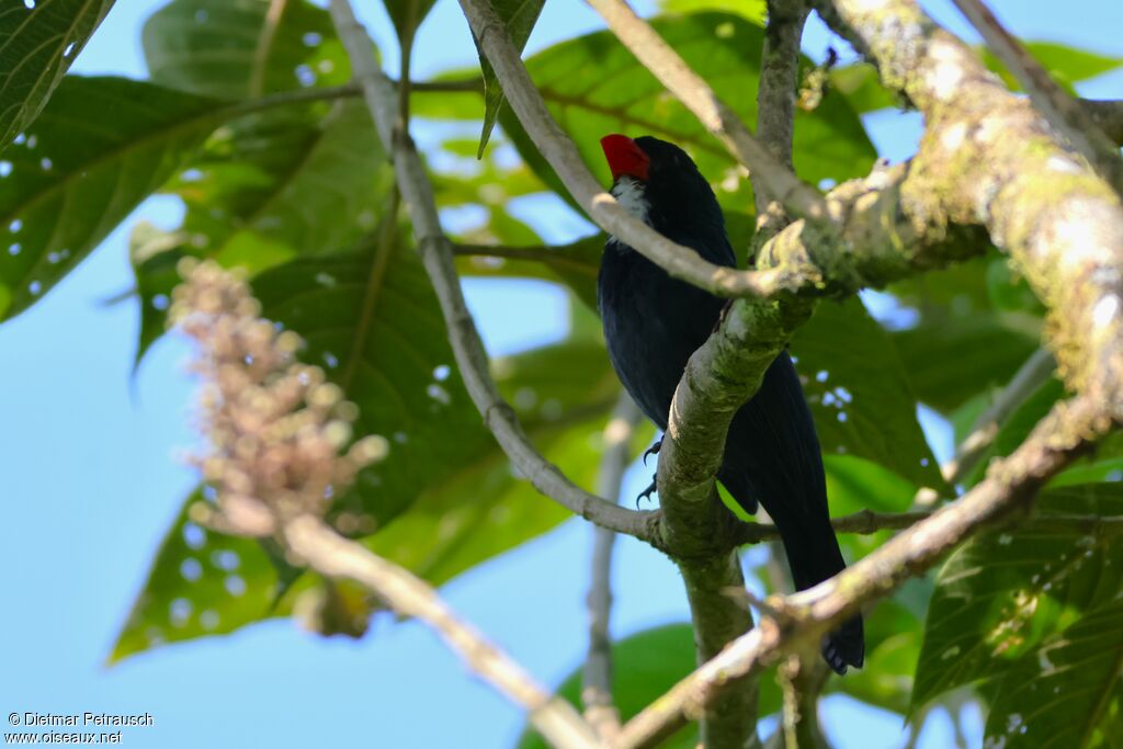 Cardinal ardoisé - Saltator ardoisé<br />adulte