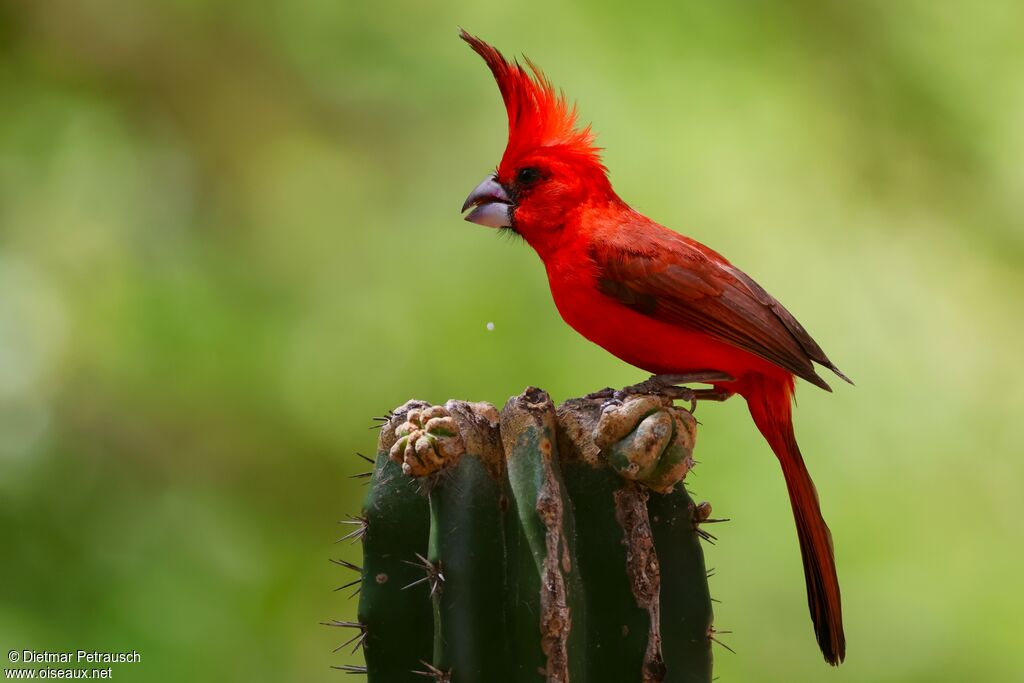Cardinal vermillon mâle adulte