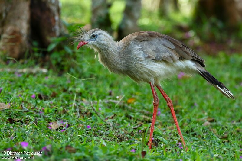 Red-legged Seriemaadult