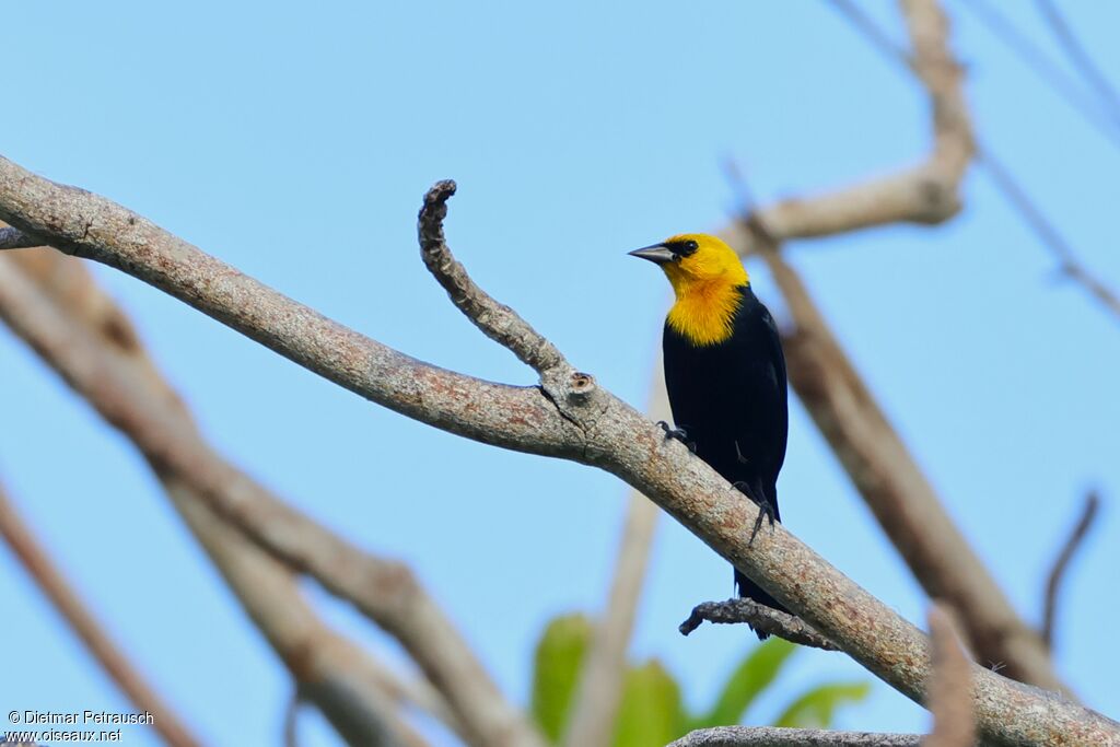 Yellow-hooded Blackbird