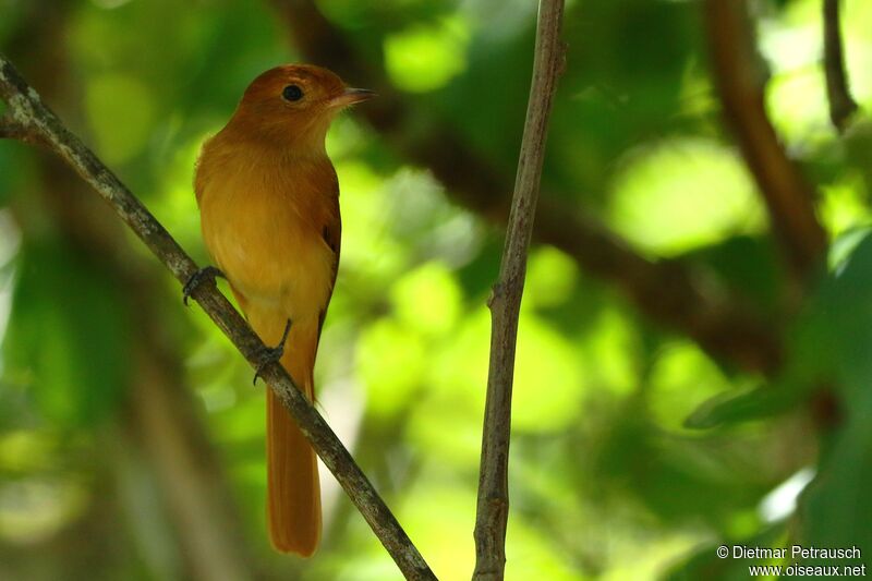 Rufous Casiornisadult