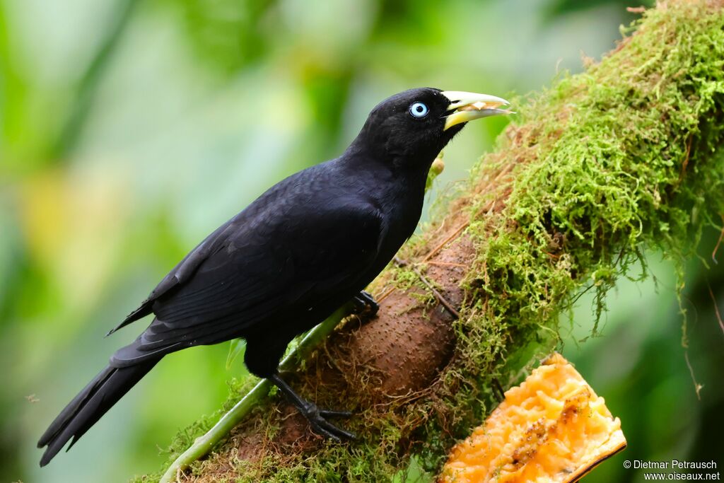 Cassique à dos rougeadulte