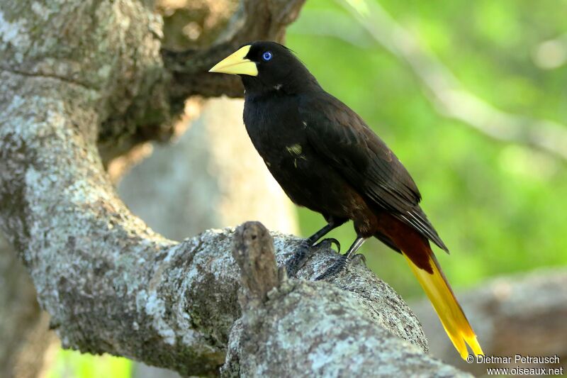 Crested Oropendolaadult