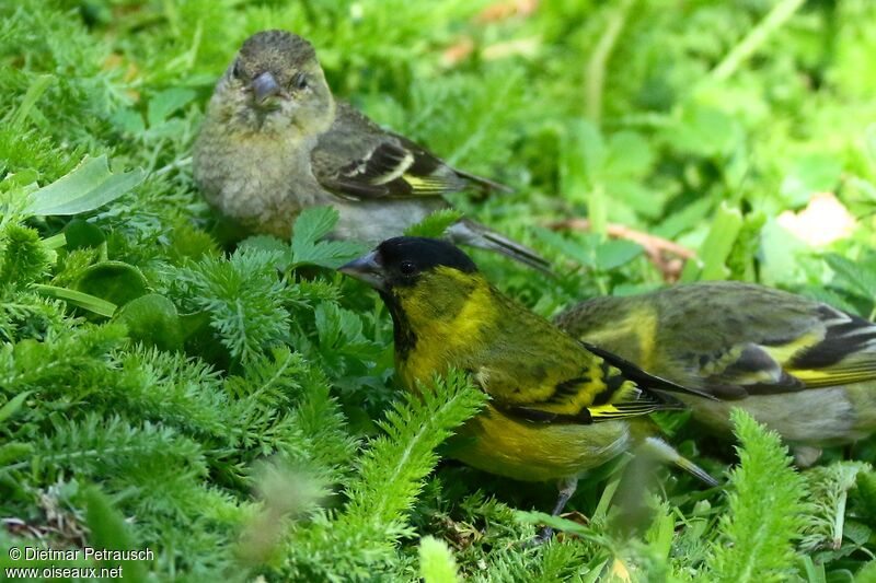 Black-chinned Siskin male adult