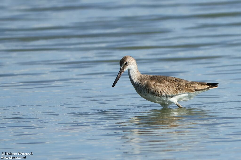 Chevalier semipalméadulte
