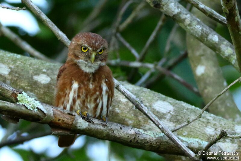 Ferruginous Pygmy Owladult