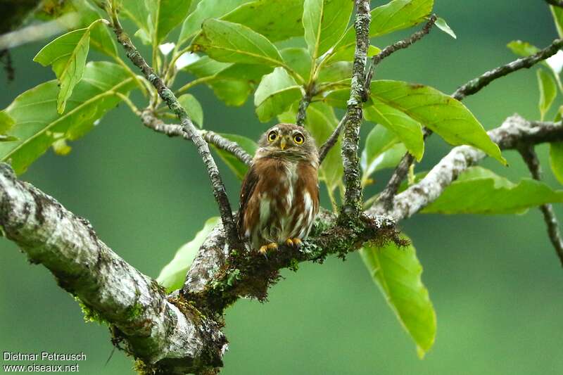 East Brazilian Pygmy Owladult, identification