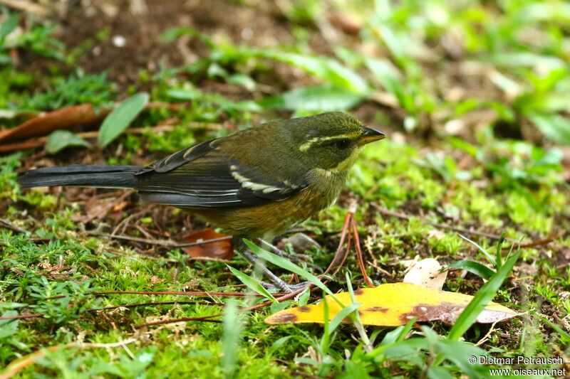 Buff-throated Warbling Finchimmature