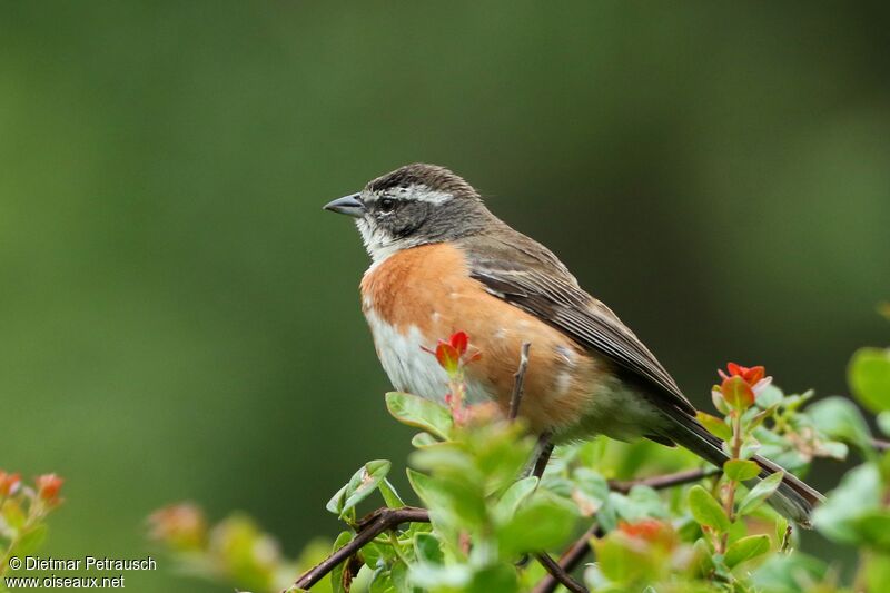 Bolivian Warbling Finchadult, identification