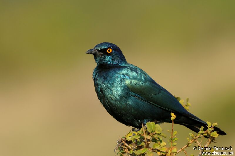 Choucador à épaulettes rougesadulte