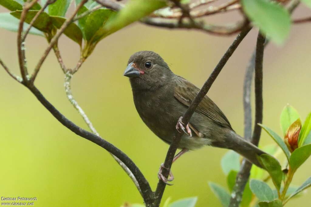 Cici fuligineux