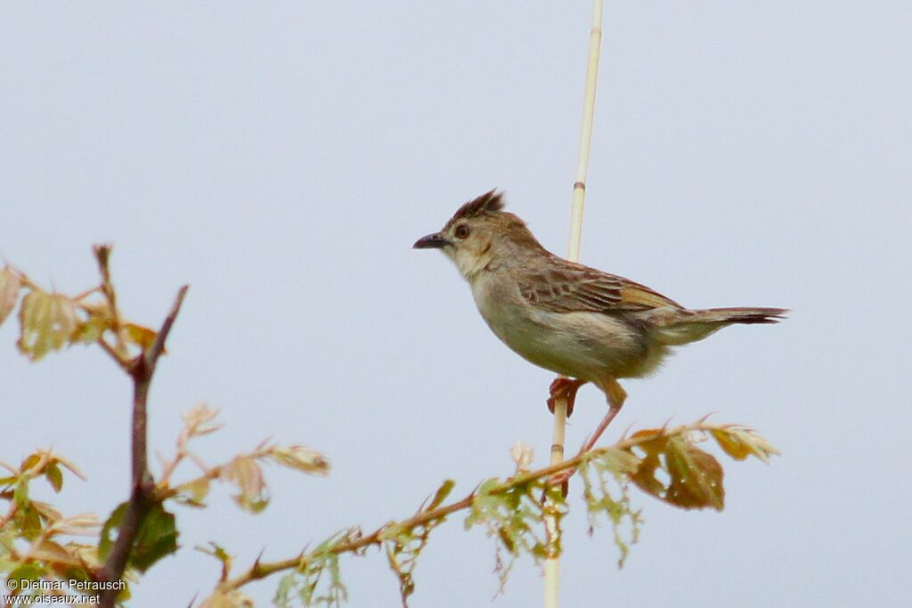 Croaking Cisticola