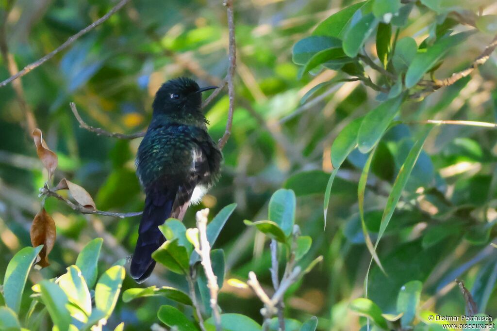 Colibri à dos noir mâle adulte