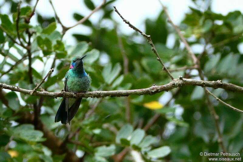 Colibri à ventre blanc mâle adulte