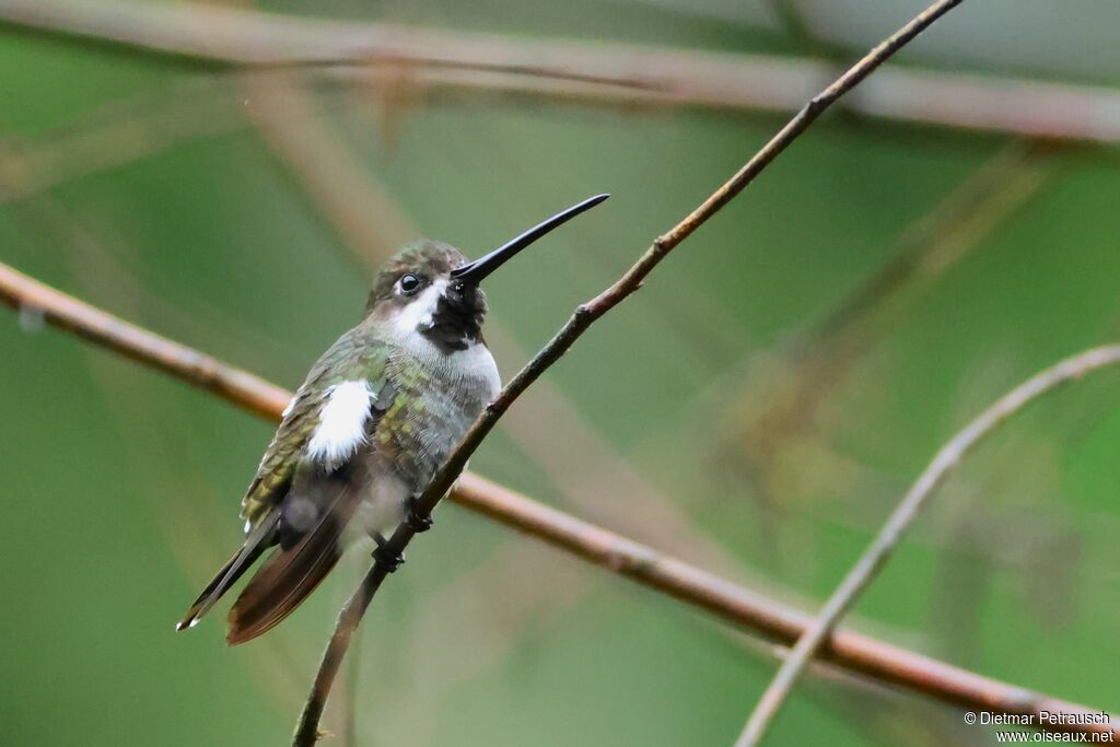 Colibri corinneadulte