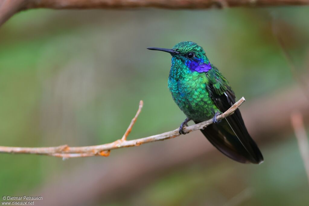 Lesser Violetear