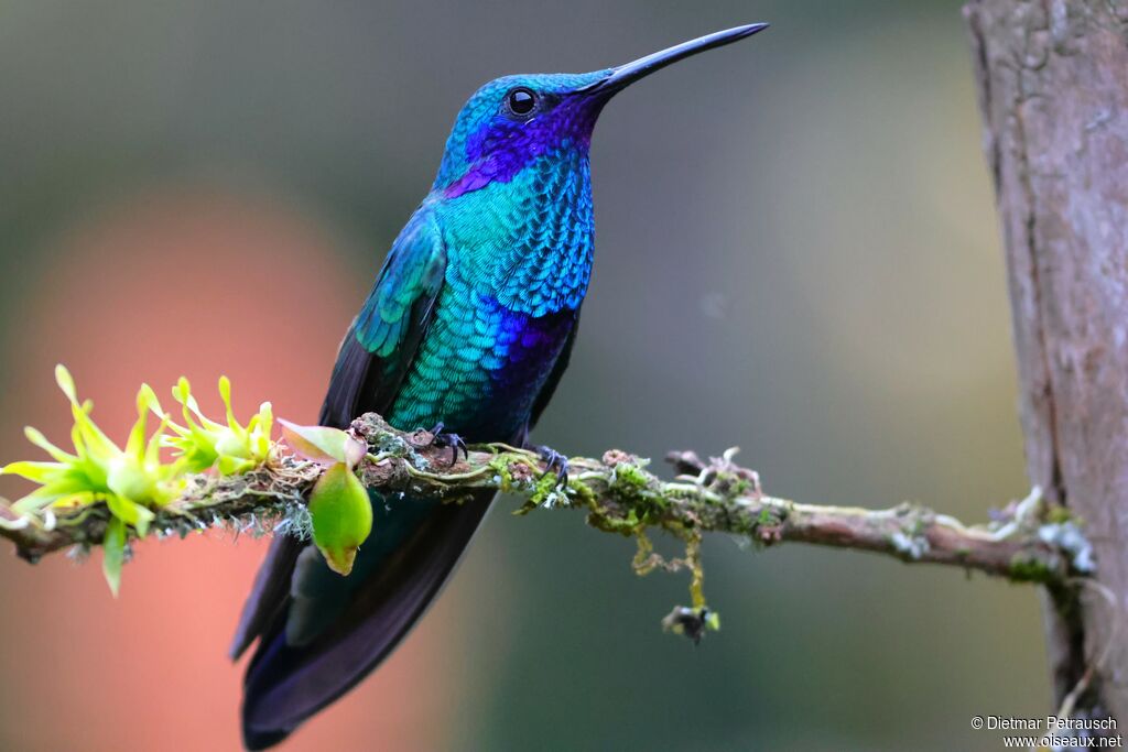 Colibri d'Anaïs