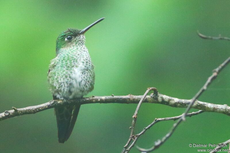 Many-spotted Hummingbirdadult