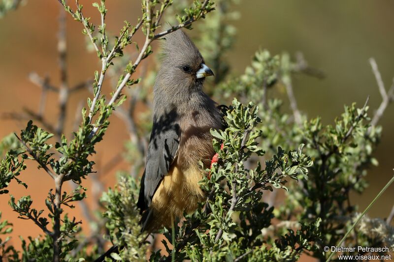 White-backed Mousebirdadult