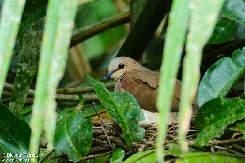 Grey-fronted Doveadult