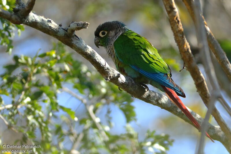 Conure de Molinaadulte