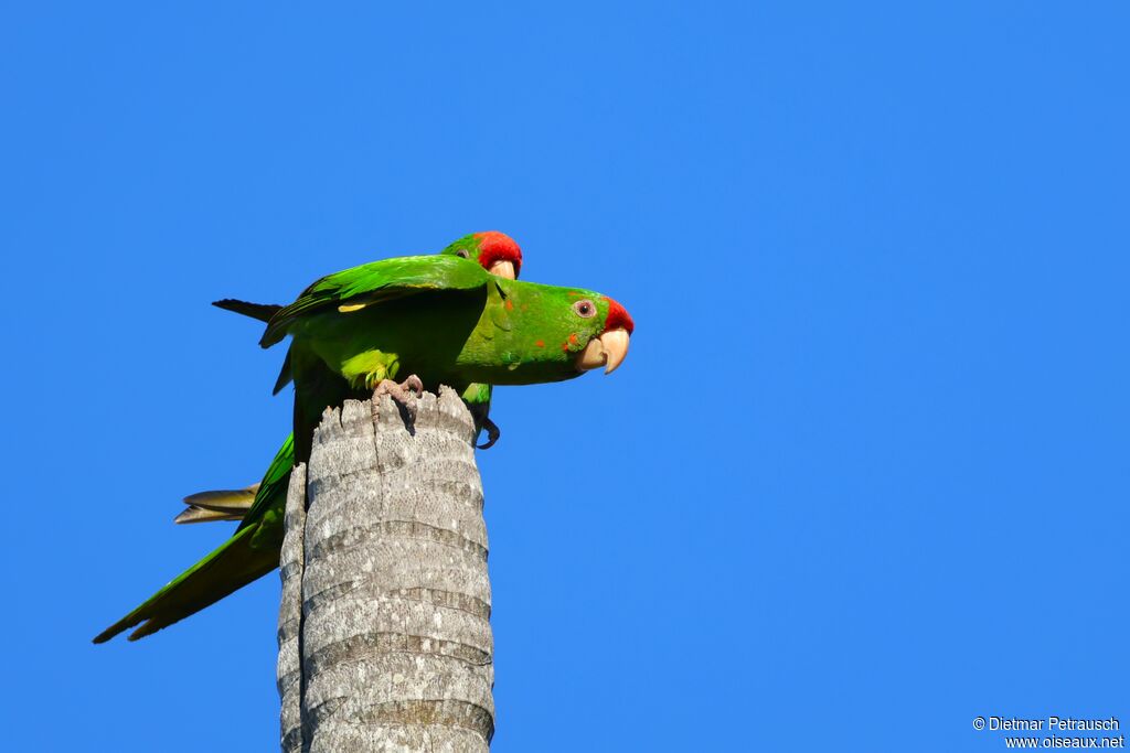Conure de Wagleradulte