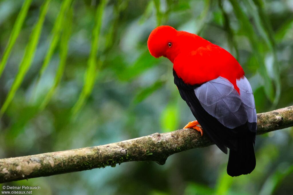Coq-de-roche péruvien mâle adulte