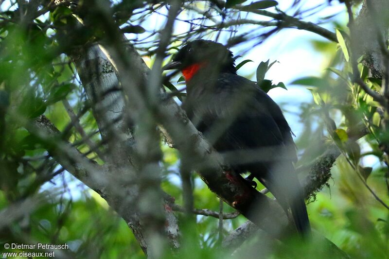 Red-ruffed Fruitcrowadult