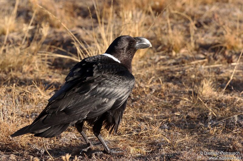 Corbeau à nuque blancheadulte