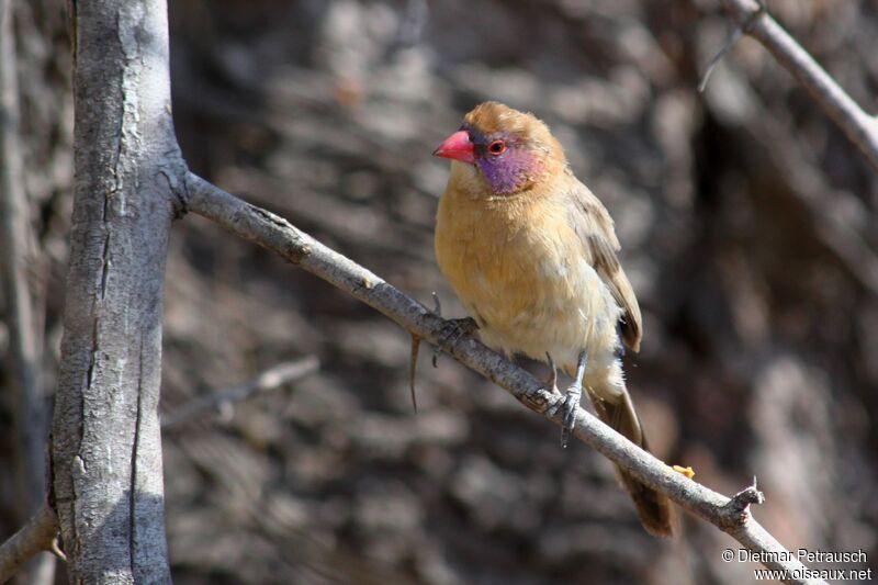 Violet-eared Waxbill female adult