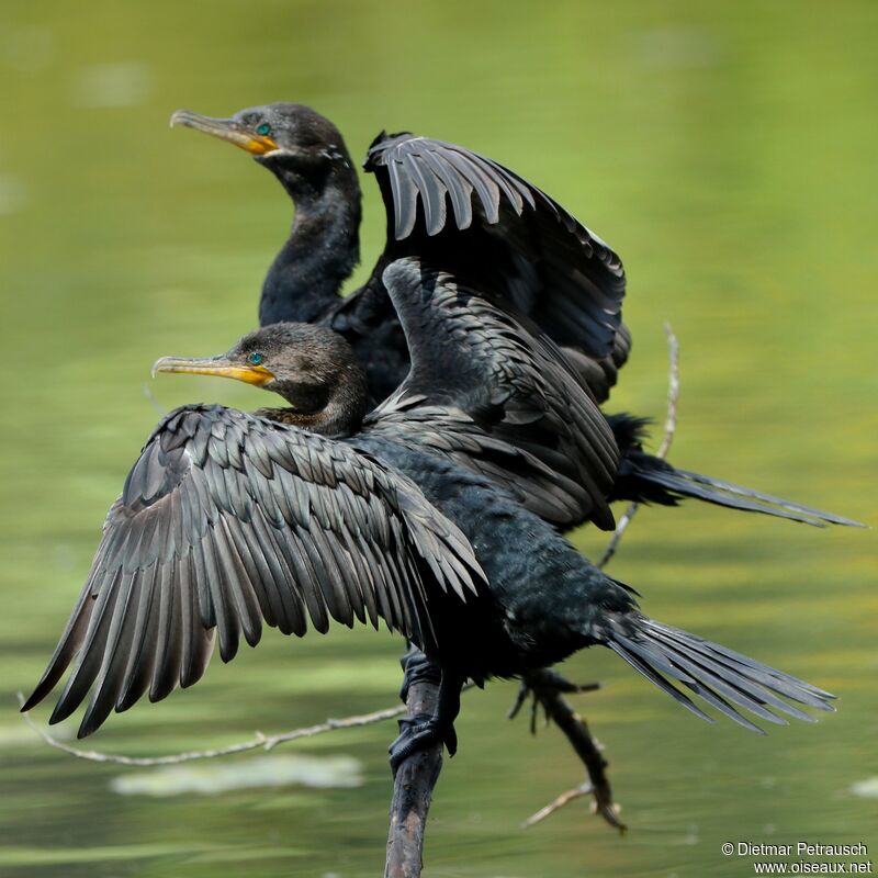 Cormoran viguaadulte