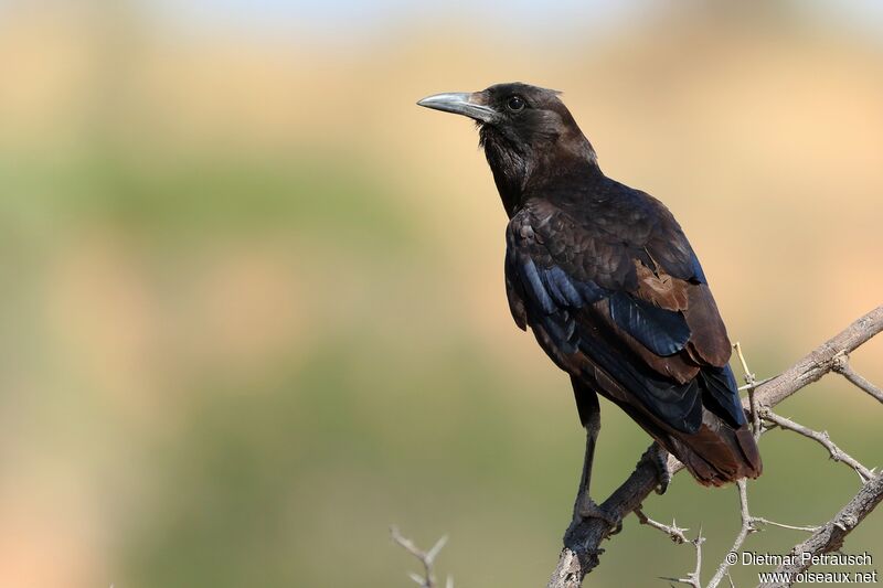 Cape Crowimmature, identification