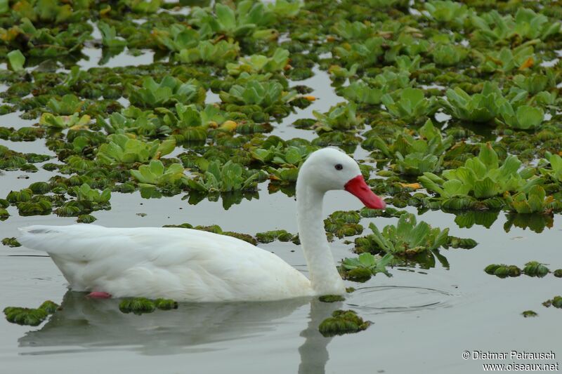 Coscoroba Swanadult