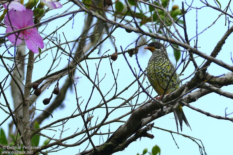 Swallow-tailed Cotinga female adult