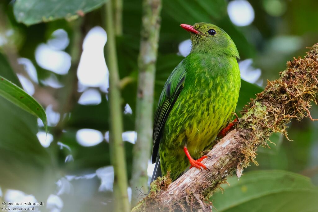 Cotinga vert et noir